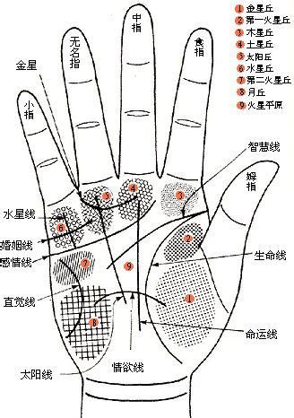 掌相分析|手相图解：手掌的“五大纹路”